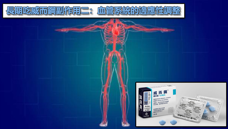 長期吃威而鋼副作用二:血管系統的適應性調整 長期吃威而鋼副作用二:血管系統的適應性調整