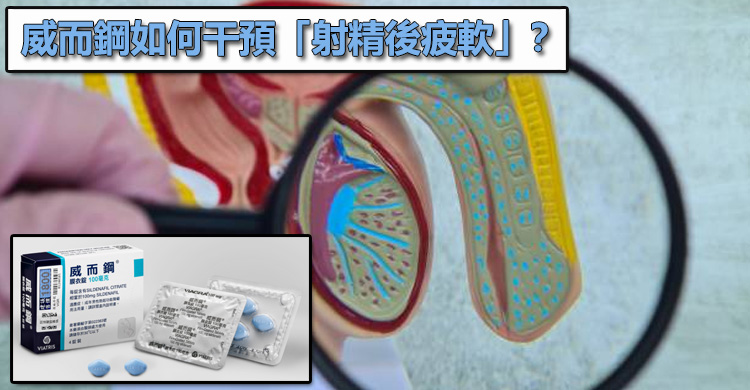 威而鋼如何干預「射精後疲軟」？解析海綿體壓力維持的神經邏輯